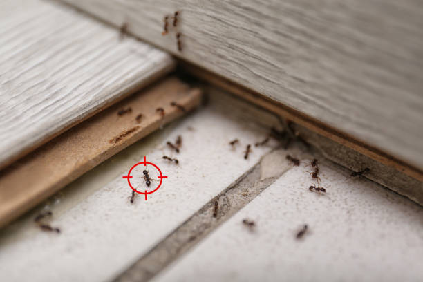 Best Termite Control Services  in Pascoag, RI