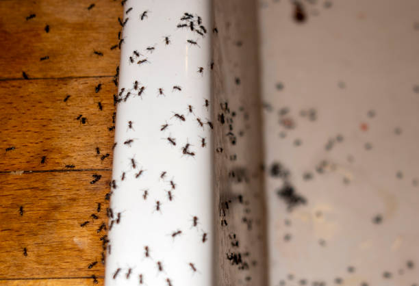 Best Cockroach Control Services  in Pascoag, RI